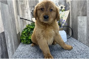 Carter - puppy for sale