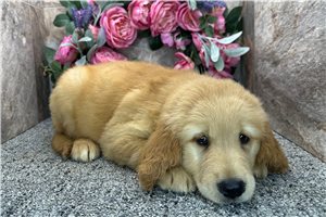 Ben - Golden Retriever for sale