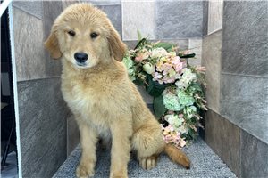 Blair - Golden Retriever for sale