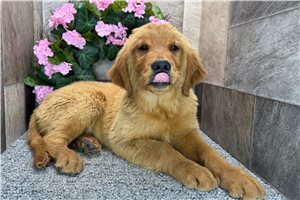 Bitsy - Golden Retriever for sale