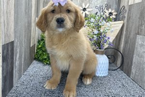Ruby - Golden Retriever for sale
