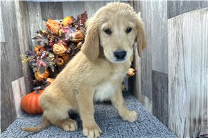 Tommy - Golden Retriever for sale
