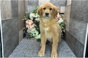 Reign - Golden Retriever for sale