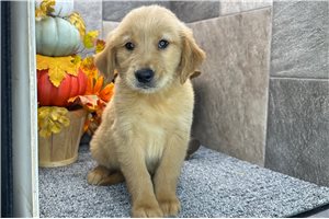 Hank - Golden Retriever for sale