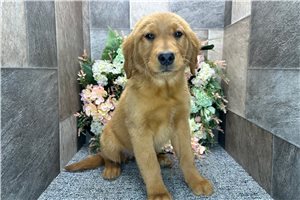 Charlotte - Golden Retriever for sale