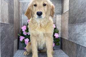 Blair - Golden Retriever for sale
