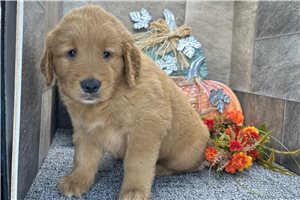 Frank - Golden Retriever for sale