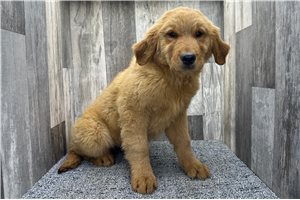 Bitsy - Golden Retriever for sale