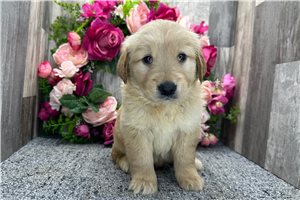 Barbie - puppy for sale