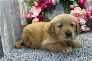Bell - puppy for sale
