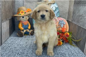 Happy - Golden Retriever for sale