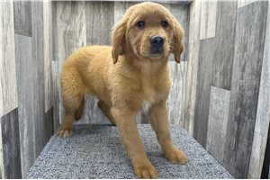 Camila - Golden Retriever for sale
