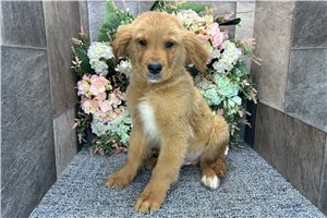 Riley - Golden Retriever for sale
