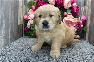 Ben - puppy for sale