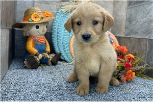 Halo - puppy for sale