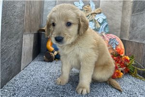 Hamlet - puppy for sale