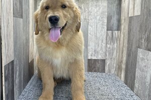 Benny - Golden Retriever for sale