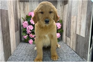 Donald - Golden Retriever for sale