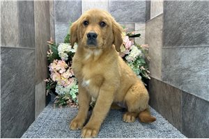 Camila - Golden Retriever for sale
