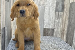 Charlotte - Golden Retriever for sale
