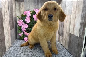 Bitsy - Golden Retriever for sale