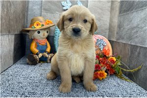 Hank - puppy for sale