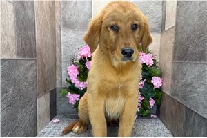 Carter - Golden Retriever for sale