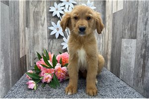 Riley - Golden Retriever for sale