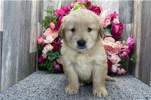Biscuit - puppy for sale