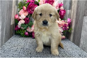 Brynn - puppy for sale