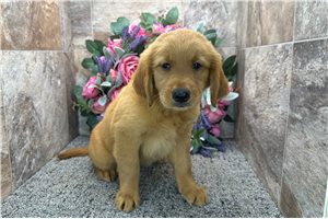 Bell - Golden Retriever for sale