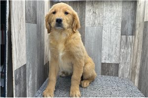 Reign - Golden Retriever for sale