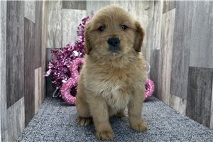 Rachel - puppy for sale