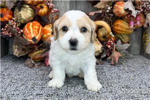 Rowan - puppy for sale