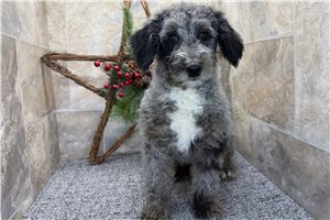 Amelia - Bernedoodle, Mini for sale