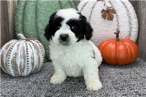 Ryan - puppy for sale