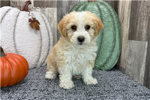 Alice - puppy for sale
