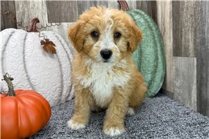 Ava - puppy for sale