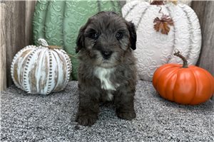 Rhett - puppy for sale
