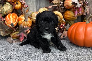 Reese - puppy for sale