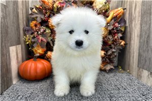 Vance - puppy for sale