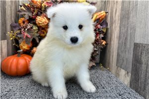 Violet - Samoyed for sale