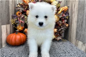 Voltage - puppy for sale