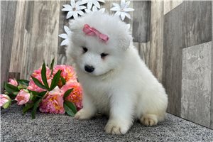 Aurora - Samoyed for sale
