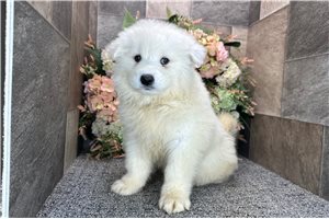 Asher - Samoyed for sale