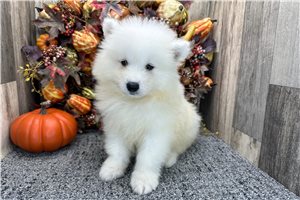 Vincent - puppy for sale