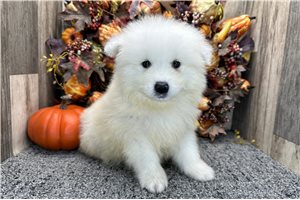 Victor - puppy for sale