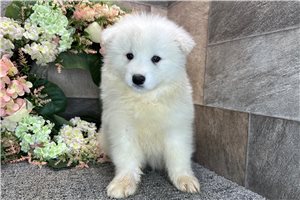 Amelia - Samoyed for sale
