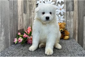 Asher - puppy for sale