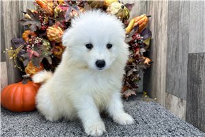 Vaughn - puppy for sale